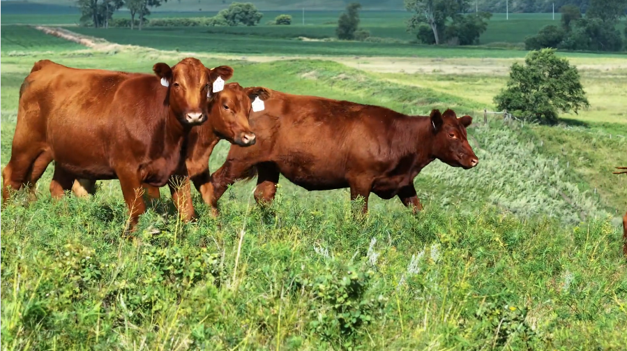90 Head of Red Bred Heifers BH822C5